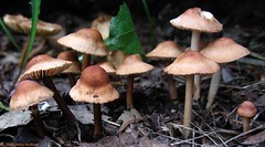 The Mushroom Family