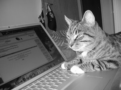Macintosh: So great, even your cat wants one.