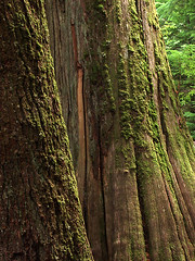 Old Growth Trees