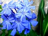 Blue Flowers...again.