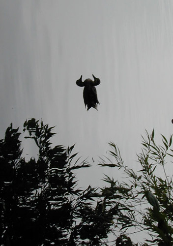 optical illusion-Horned Wombat in Flight