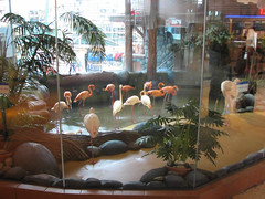 Mall Flamingos