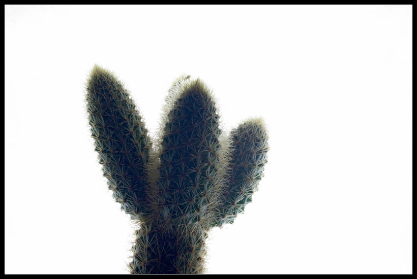 Cactus Backlight