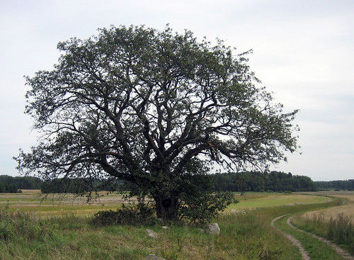 That Old Tree (August 19th)