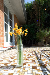 Daffodils (dead) on the patio