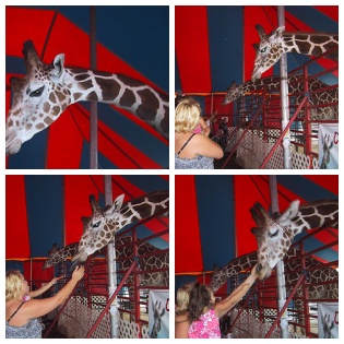 Sierra feeds the giraffes