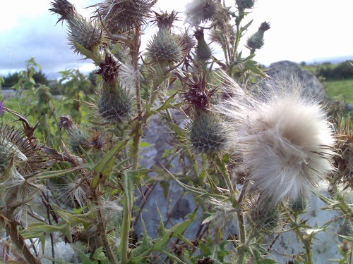 Thistles Going To Seed