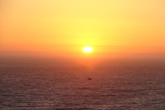 Sunset With Bird