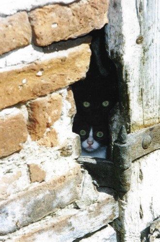 Secret cats - Ferrara 1989