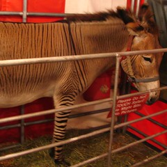 See the Zebroid for free.