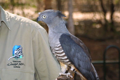 Crested Hawk or (Pacific Baza) (Aviceda subcristata) 