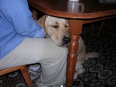 chest scratch under the table