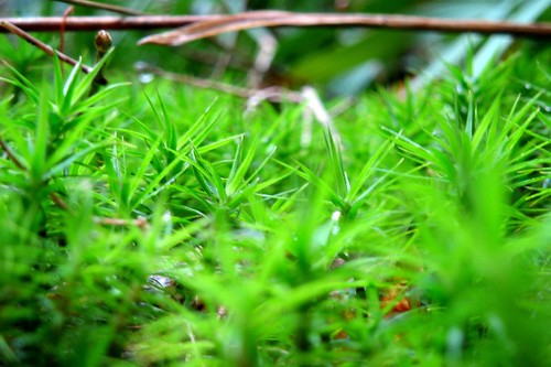 Green dream in the moss II