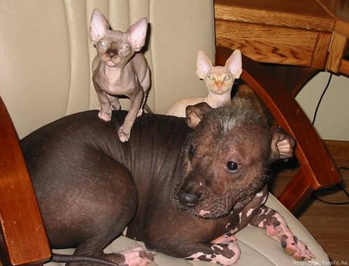 these animals is a saint – taking in the worlds ugliest dogs and cats,