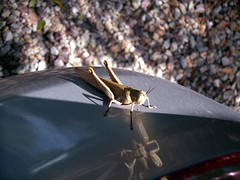 Grasshopper on my car