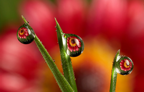 Dewdrop flower refraction #2