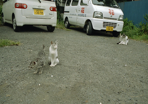 駐車場の猫三匹