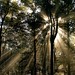 Sunbeams in the Forest