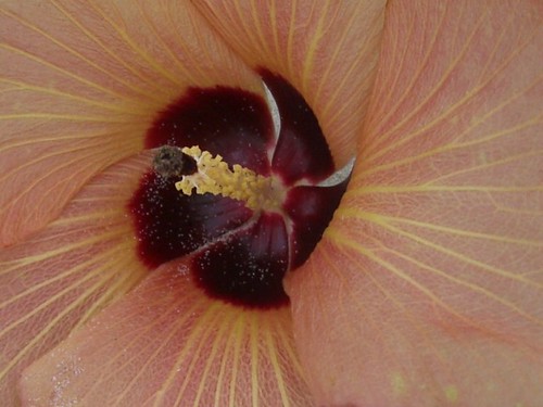 Flower - Cape Trib
