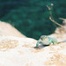 Formentera - Lizard in Formentera