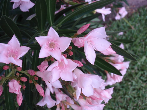 Pretty Pink Flowers