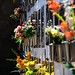Ibiza - Flowers in Cementeri Puig de Missa