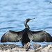 Ibiza - cormoran