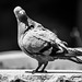 Ibiza - Curious Pigeon in Dalt Villa, Ibiza