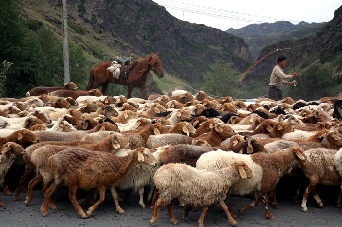 羊群爭道