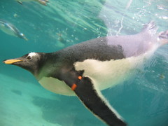 Pingouin Gentoo