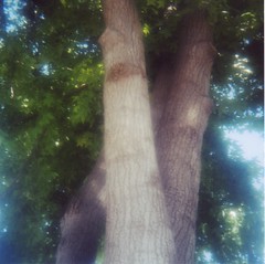 front yard tree