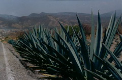 maguey - it's similar to agave, but not the same.