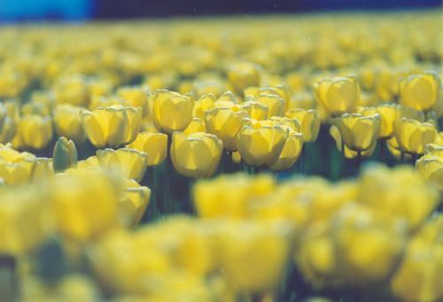 yellow tulips dof