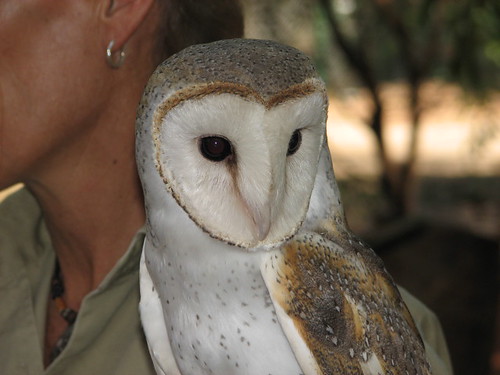 Barn Owl Territory Wildlife Park