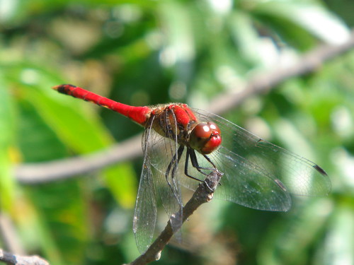 あかとんぼ / Red dragonfly