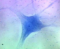 A Neuron