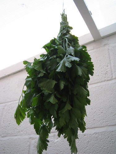 trying to dry parsley