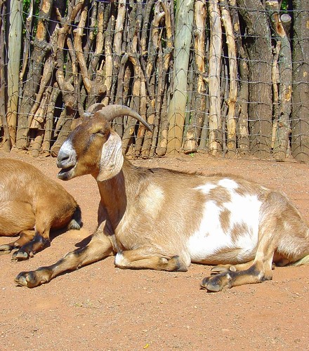 Goats 2