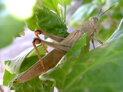 Grasshopper in Nature