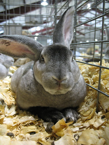 very serious bunny