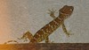 polka-dotted gecko
