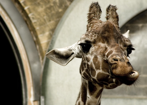 London Zoo: Masticating giraffe