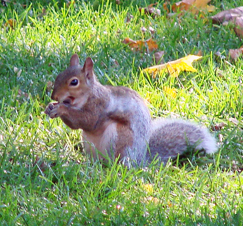 graysquirrel2