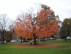 Fall Leaves in Amherst