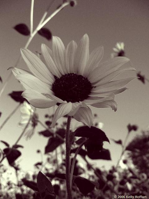 Sunflower in Monochrome