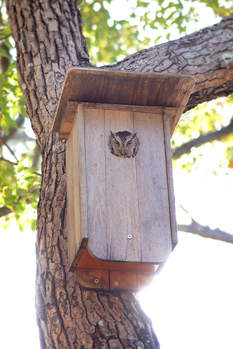 Owl in the house 2013