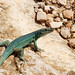 Formentera - Hello, lizard! ~ Formentera
