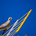 Ibiza - European Collared Dove in Santa Gertrudis