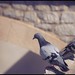 Ibiza - Two Doves At Ibiza