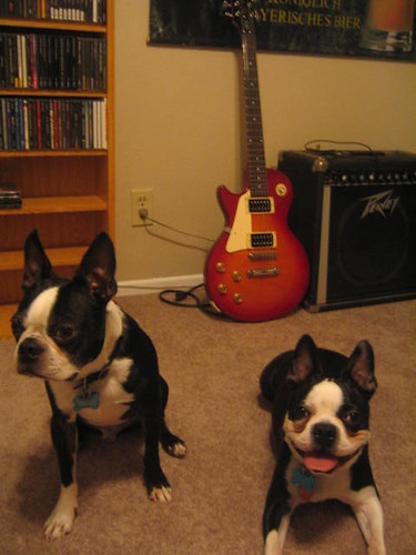 rock and roll terriers